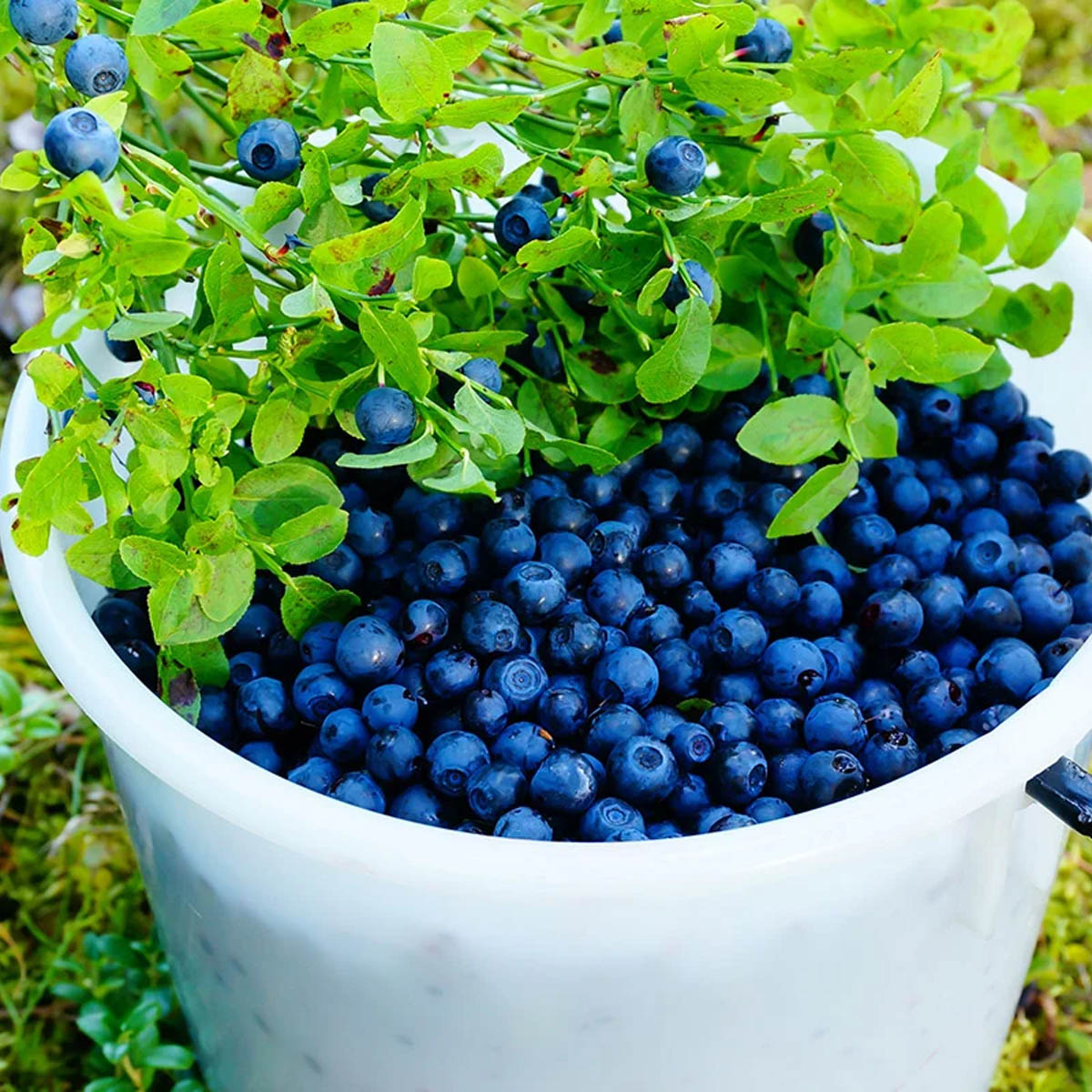Grow Bluberries In Pots
