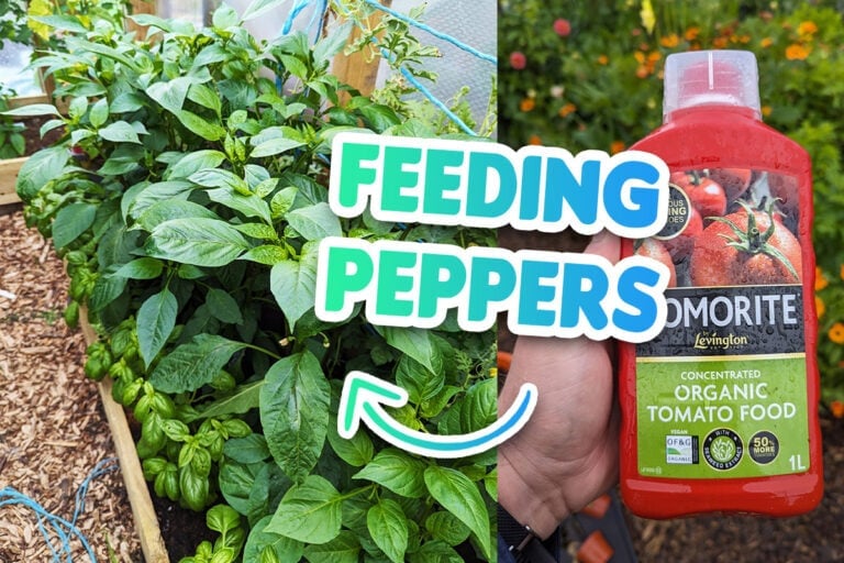 How to fertilize pepper plants